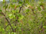 Betula divaricata