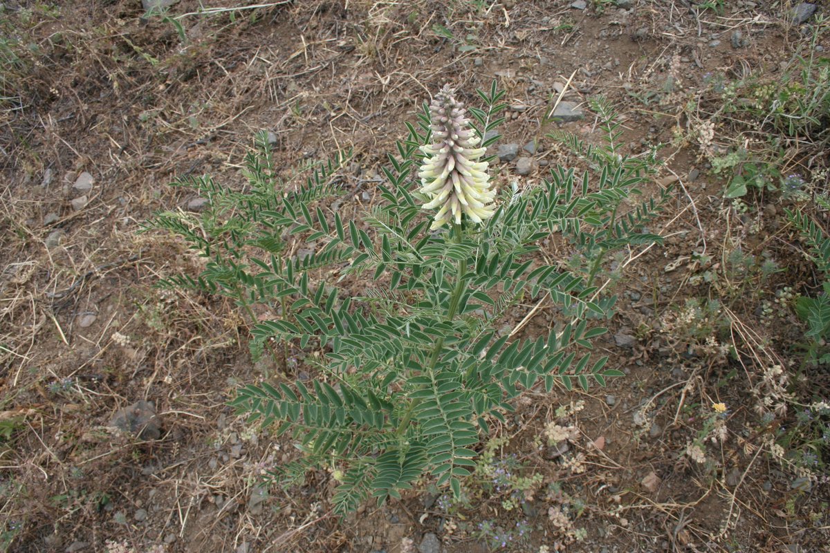 Image of Pseudosophora alopecuroides specimen.