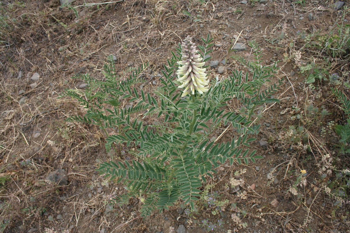 Изображение особи Pseudosophora alopecuroides.