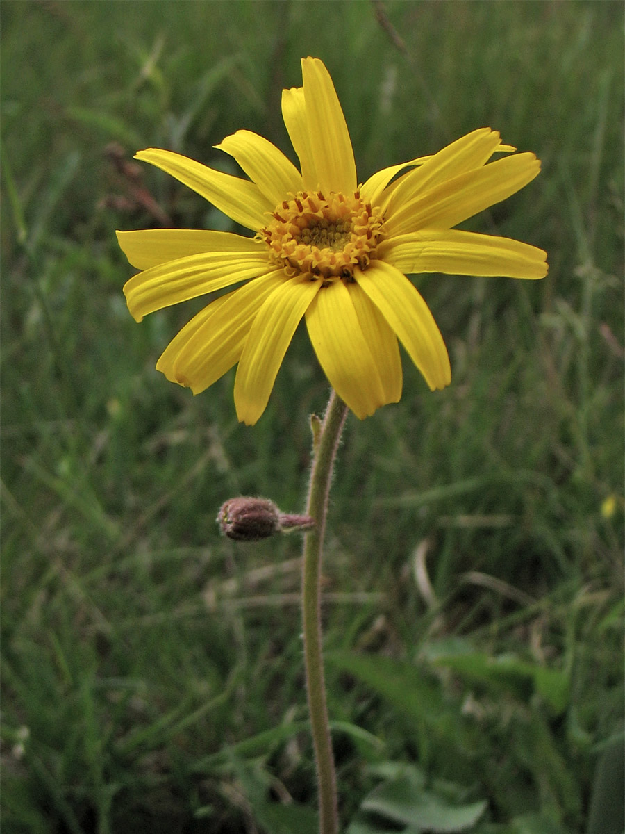 Image of Arnica montana specimen.