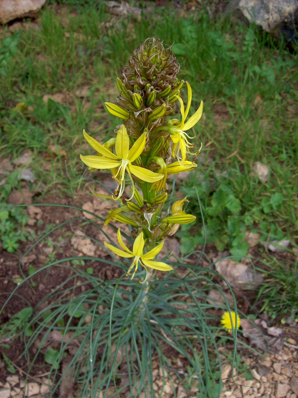 Изображение особи Asphodeline lutea.