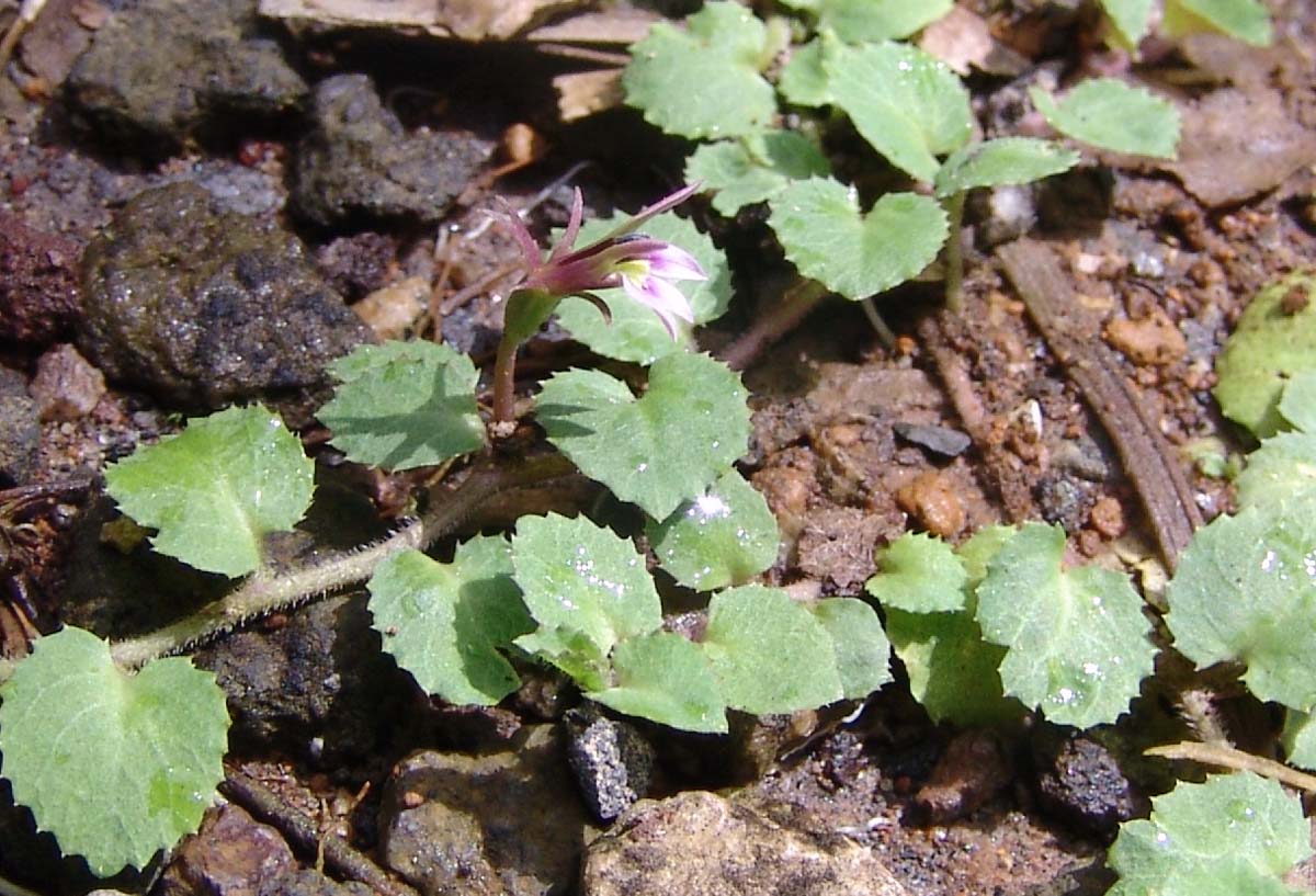 Image of Lobelia nummularia specimen.