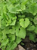 Doronicum carpaticum. Прикорневые листья. Украина, Ивано-Франковская обл., Верховинский р-н, хр. Черногора, ≈ 1400 м н.у.м., ольховое криволесье, на берегу ручья. 4 июня 2009 г.