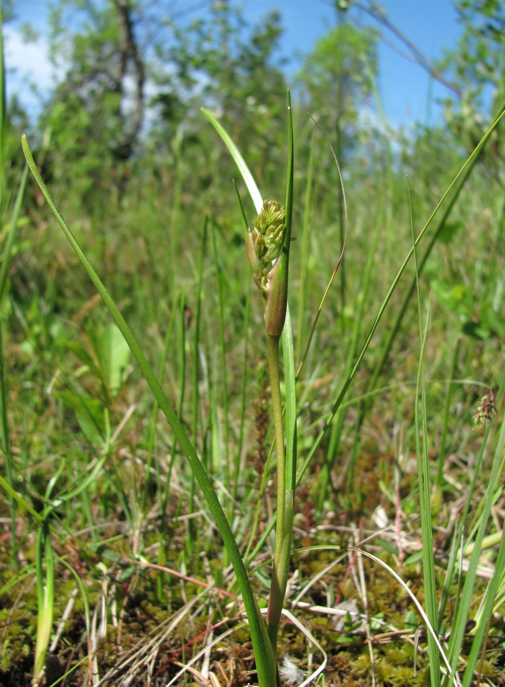 Изображение особи Scheuchzeria palustris.