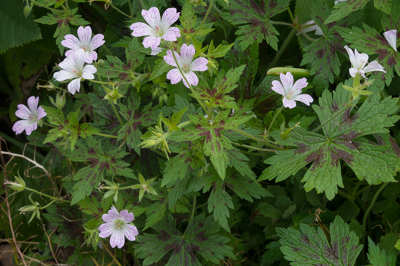 Изображение особи род Geranium.