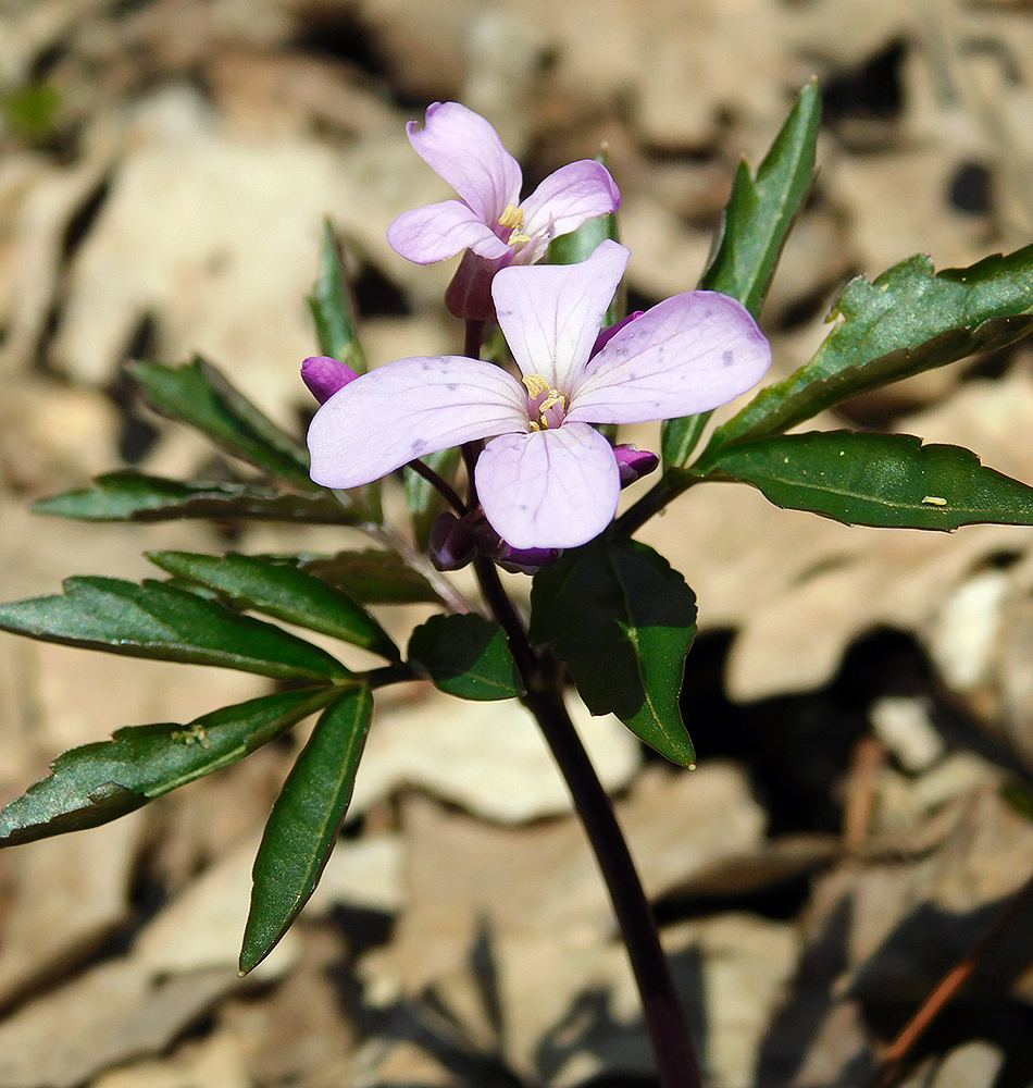 Image of Cardamine quinquefolia specimen.