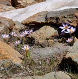 Crocus cyprius