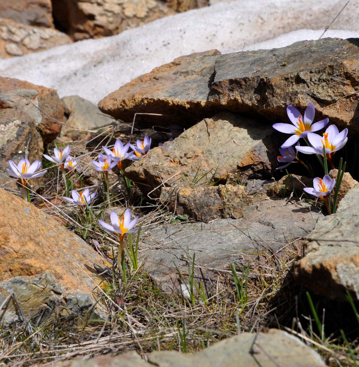 Изображение особи Crocus cyprius.