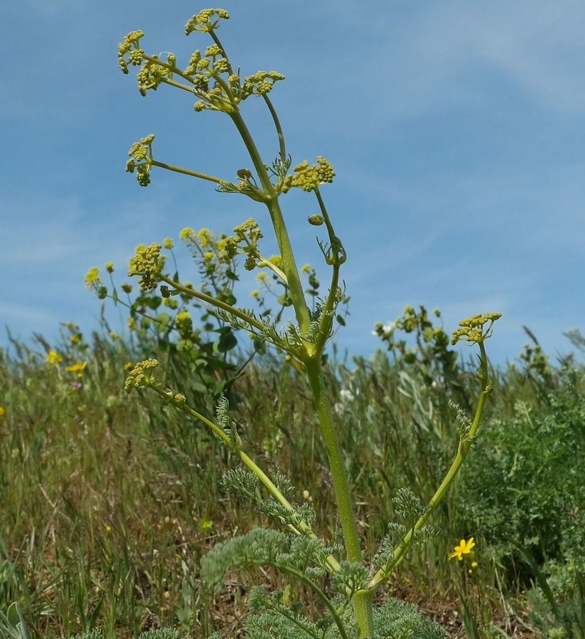 Image of Prangos odontalgica specimen.