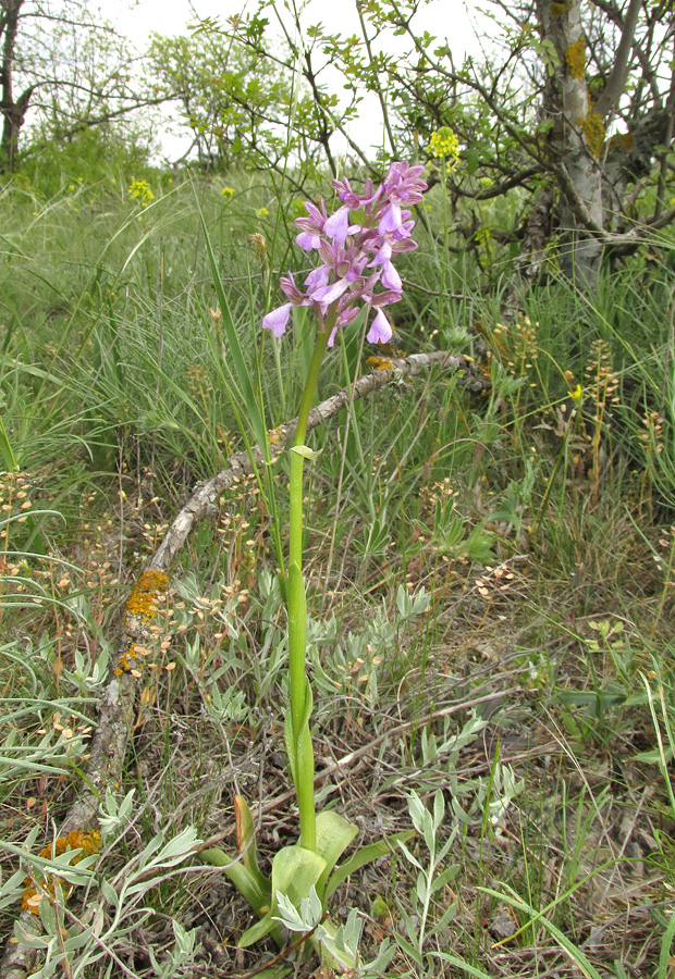 Image of Anacamptis morio ssp. caucasica specimen.