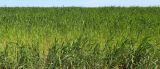 Triticum spelta
