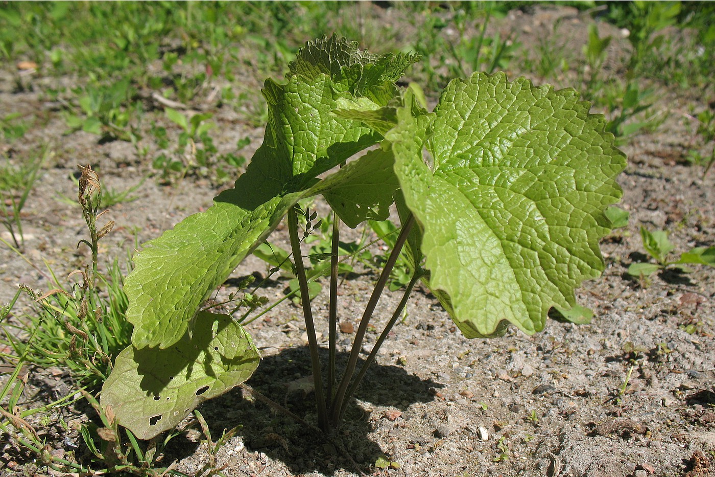 Image of Alliaria petiolata specimen.