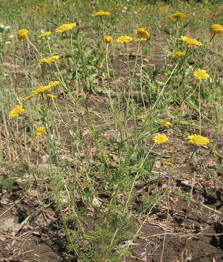 Изображение особи Anthemis tinctoria.