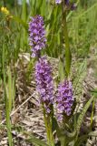 Dactylorhiza baltica. Верхушки цветущих побегов дочерних растений и побег материнского растения (справа). Ленинградская обл., Гатчинский р-н, окр. дер. Авколево, карьер \"Елизаветино\", зарастающий деревьями разнотравно-вейниковый луг на известняке. 16.06.2019.