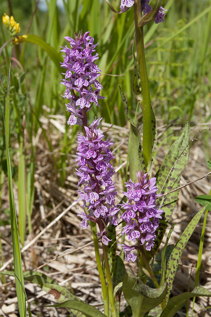 Image of Dactylorhiza baltica specimen.