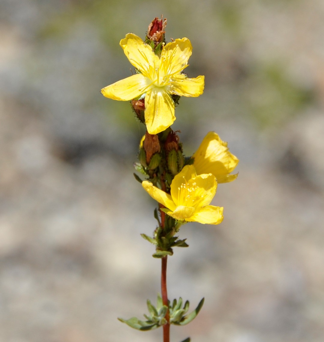 Изображение особи Hypericum confertum ssp. stenobotrys.