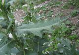 род Cirsium