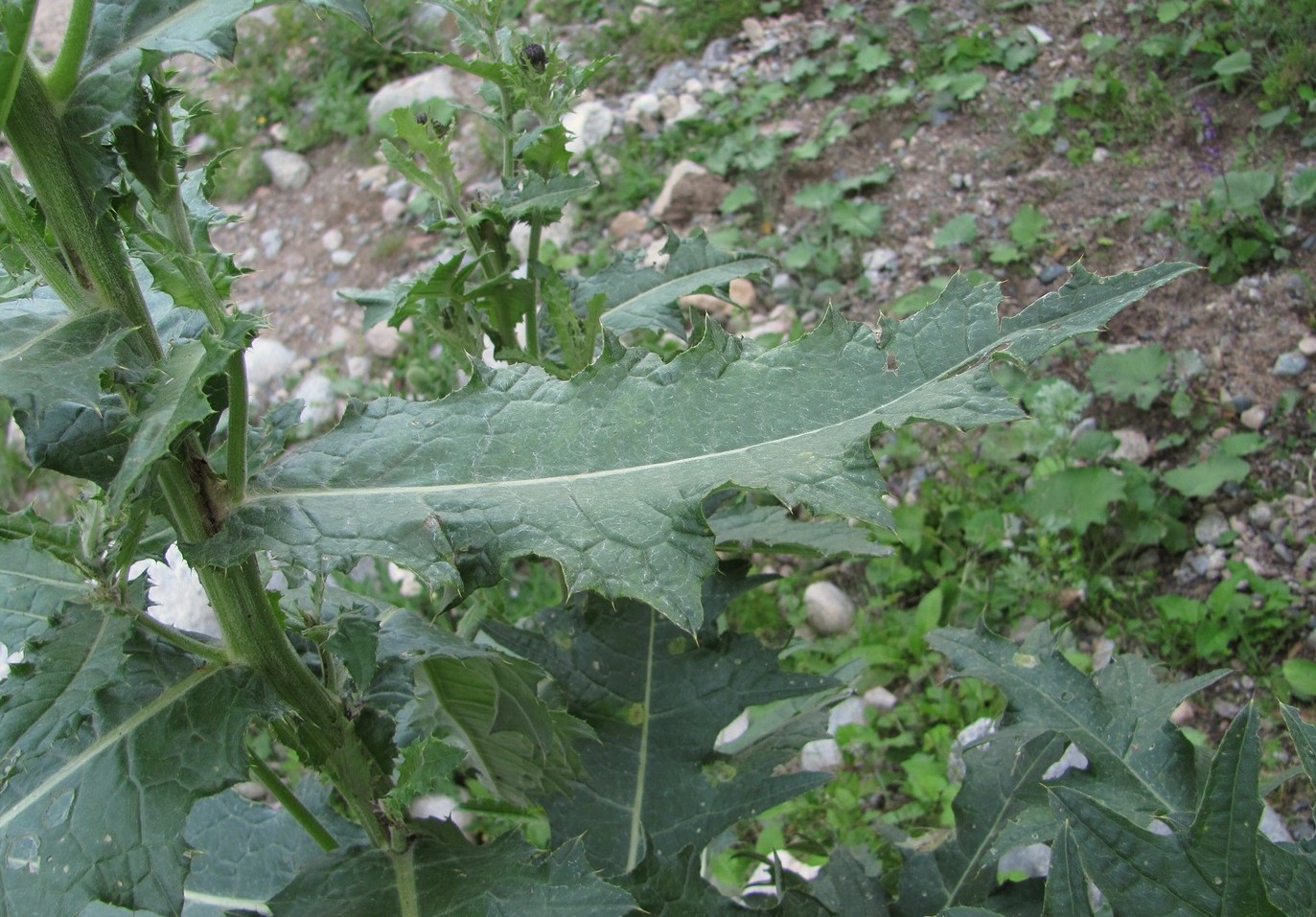 Image of genus Cirsium specimen.