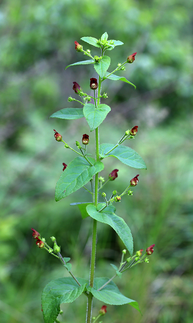 Image of Scrophularia maximowiczii specimen.