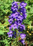 Delphinium dictyocarpum