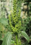 Amaranthus powellii. Верхушка растения с соцветием. Украина, г. Киев, Днепровский р-н, на берегу оз. Радужного, рудеральное местообитание. 21.08.2019.