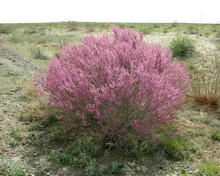 Image of genus Tamarix specimen.