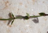 Micromeria nervosa