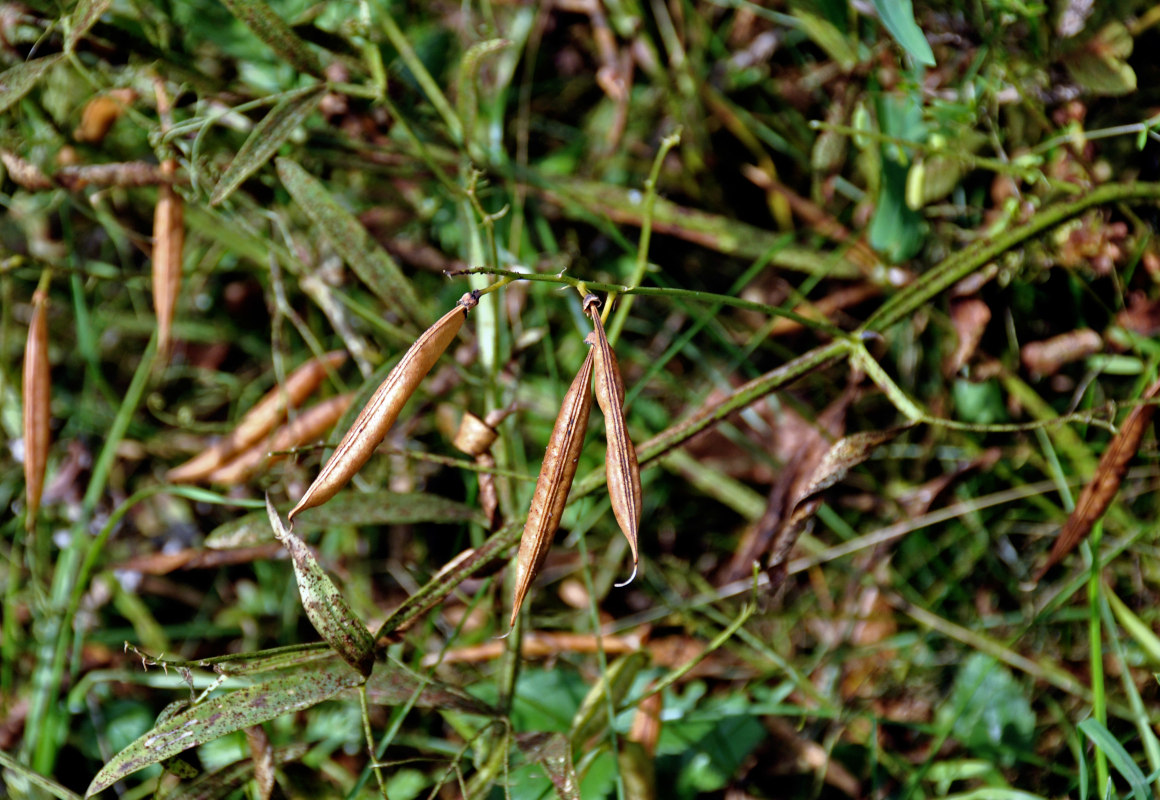 Изображение особи Lathyrus sylvestris.