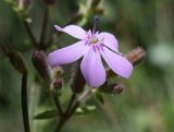 Saponaria ocymoides