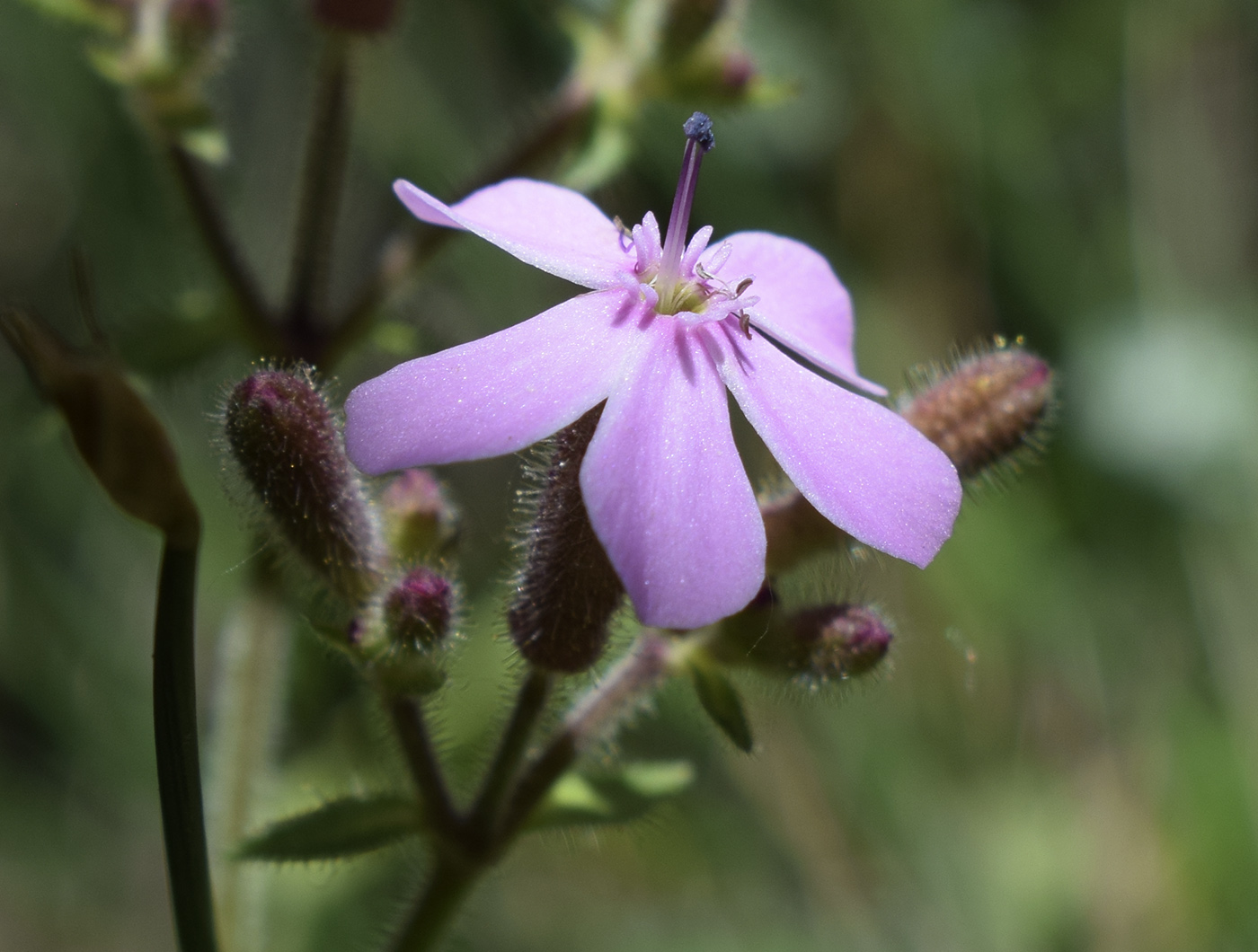 Image of Saponaria ocymoides specimen.