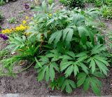 Rudbeckia laciniata var. hortensia