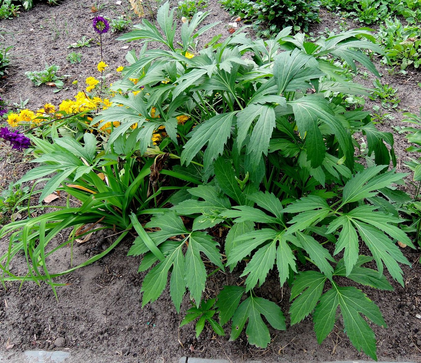 Image of Rudbeckia laciniata var. hortensia specimen.