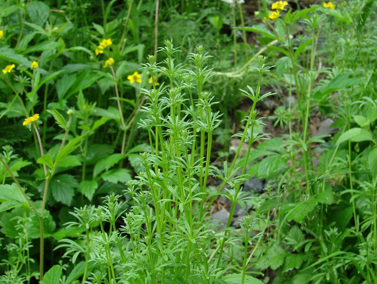 Изображение особи Galium vaillantii.