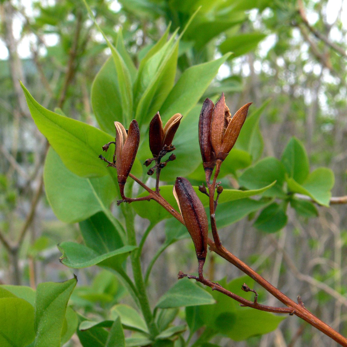 Image of Syringa vulgaris specimen.