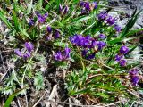 Oxytropis revoluta. Цветущие растения. Камчатский край, Елизовский район, природный парк \"Вулканы Камчатки\", подножье (800 м н.у.м.) вулкана Авачинская сопка (2741 м н.у.м. ), щебнисто- кустарничковая тундра, 08.07.2010.