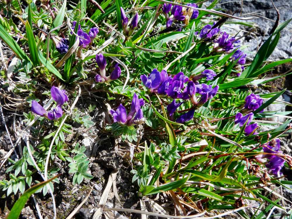 Image of Oxytropis revoluta specimen.