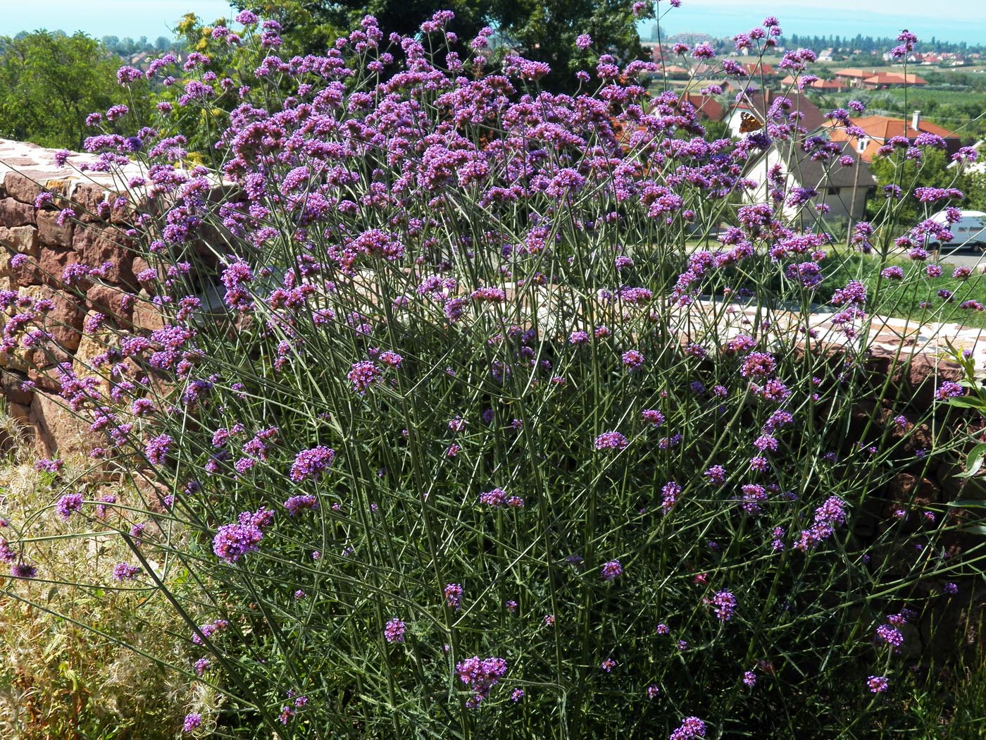 Изображение особи Verbena bonariensis.