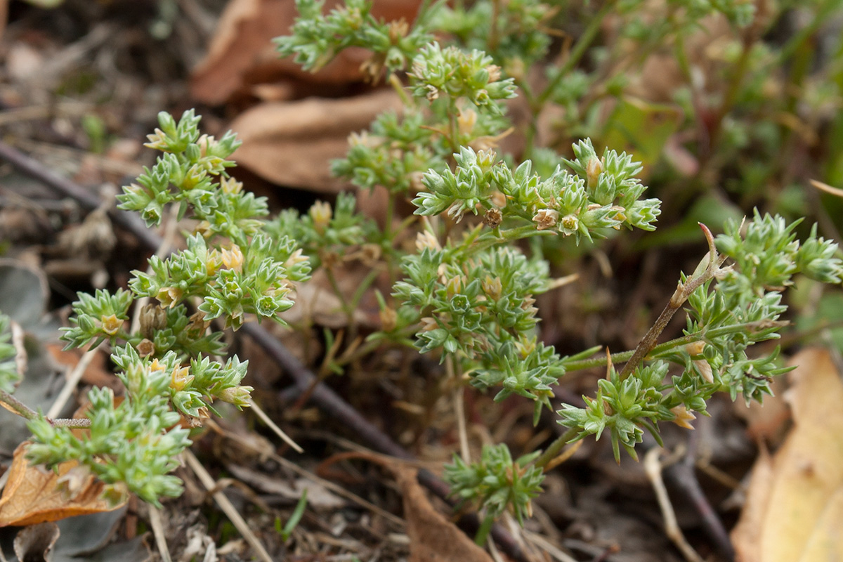 Изображение особи Scleranthus perennis.