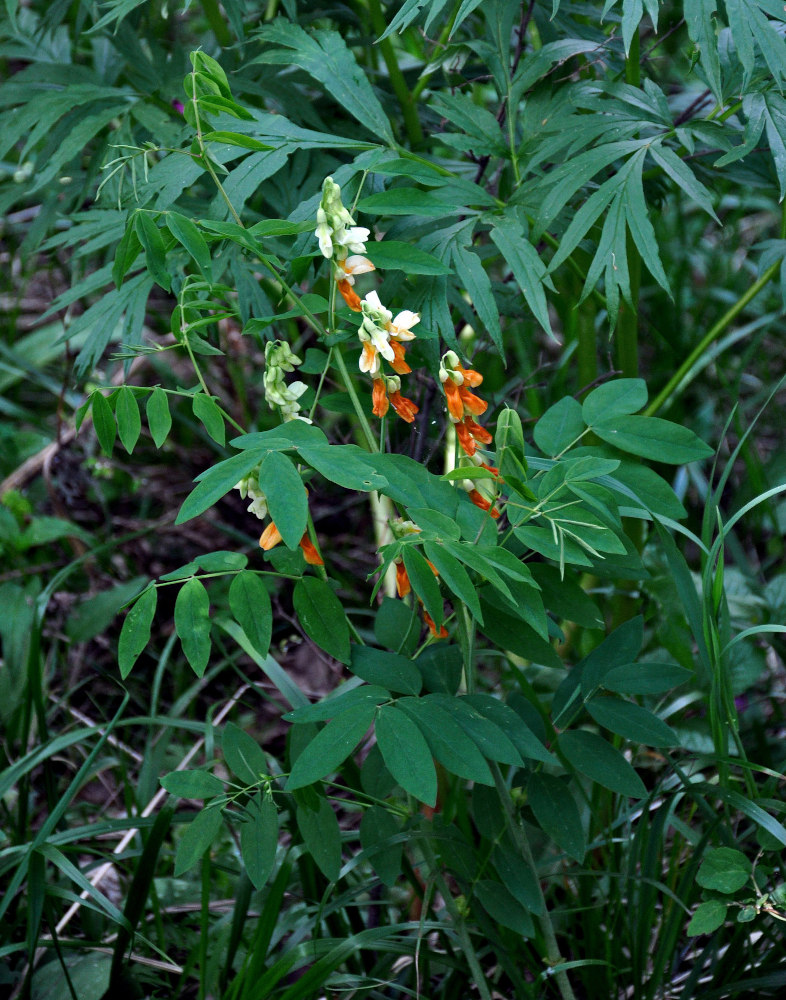 Image of Lathyrus gmelinii specimen.