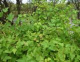 Physocarpus opulifolius. Верхушка плодоносящего растения. Сахалинская обл., г. Анива, берег р. Лютога, при въезде в город. 18.08.2019.