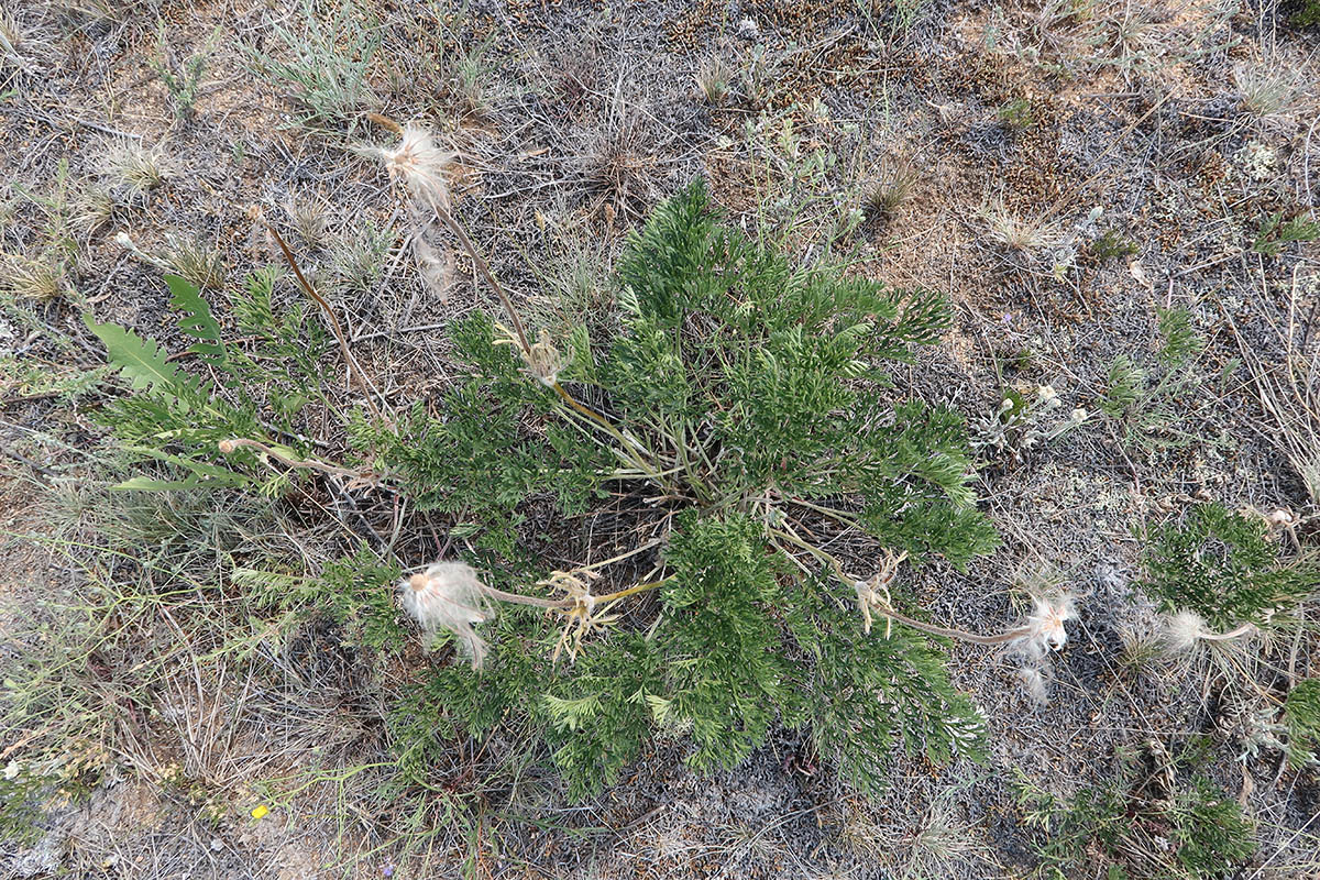 Изображение особи Pulsatilla turczaninovii.