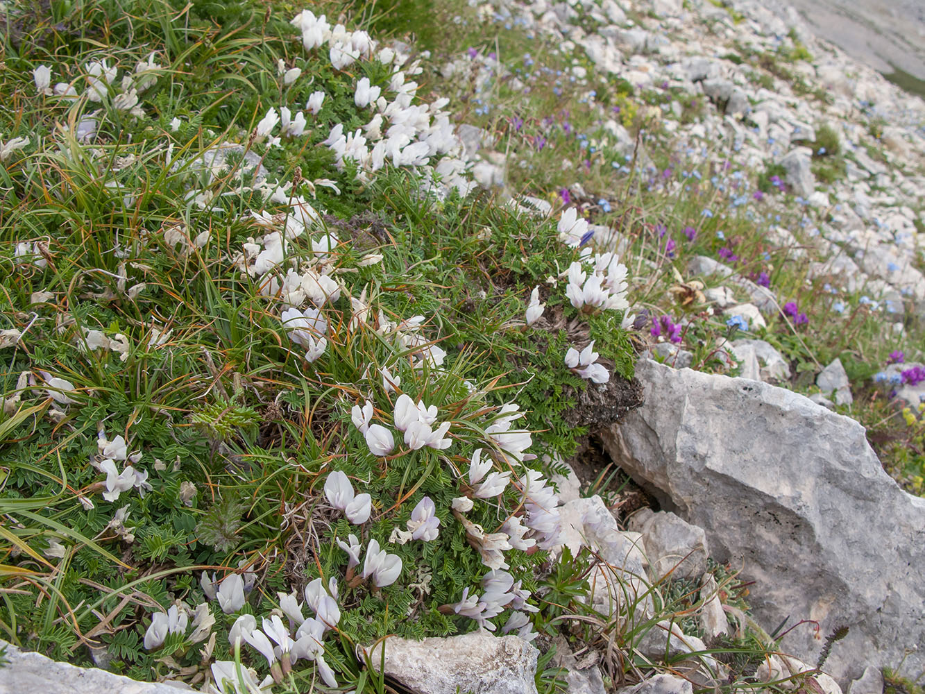 Изображение особи Astragalus levieri.