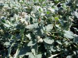 Chenopodium vulvaria