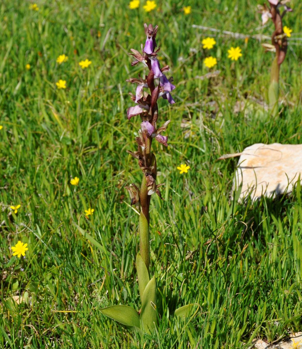 Image of Anacamptis collina specimen.