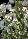 Draba subamplexicaulis