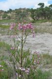 Poacynum pictum