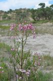 Poacynum pictum