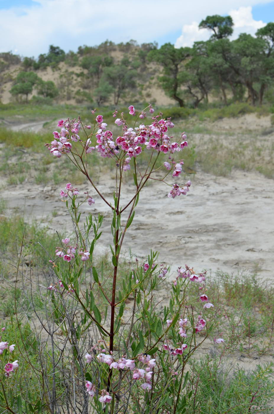Image of Poacynum pictum specimen.