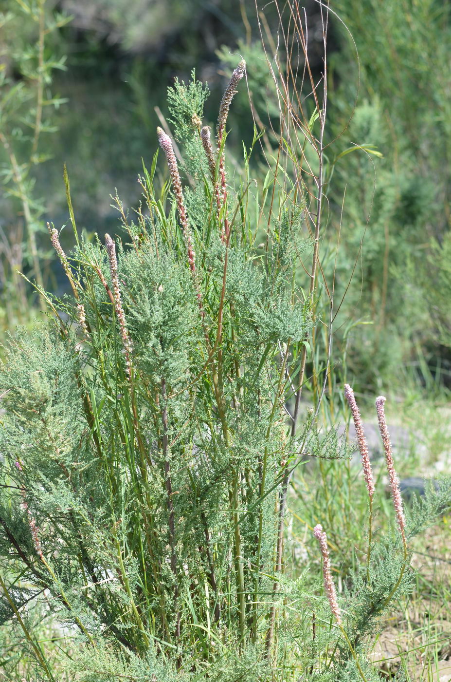 Изображение особи Myricaria bracteata.