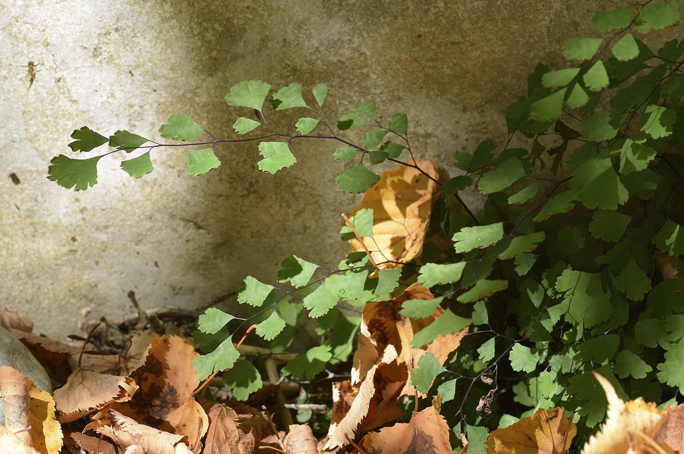 Изображение особи Adiantum capillus-veneris.